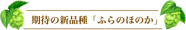 期待の新品種「ふらのほのか」