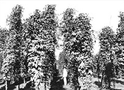 1935(昭和10)年ごろの札幌・山花ホップ園