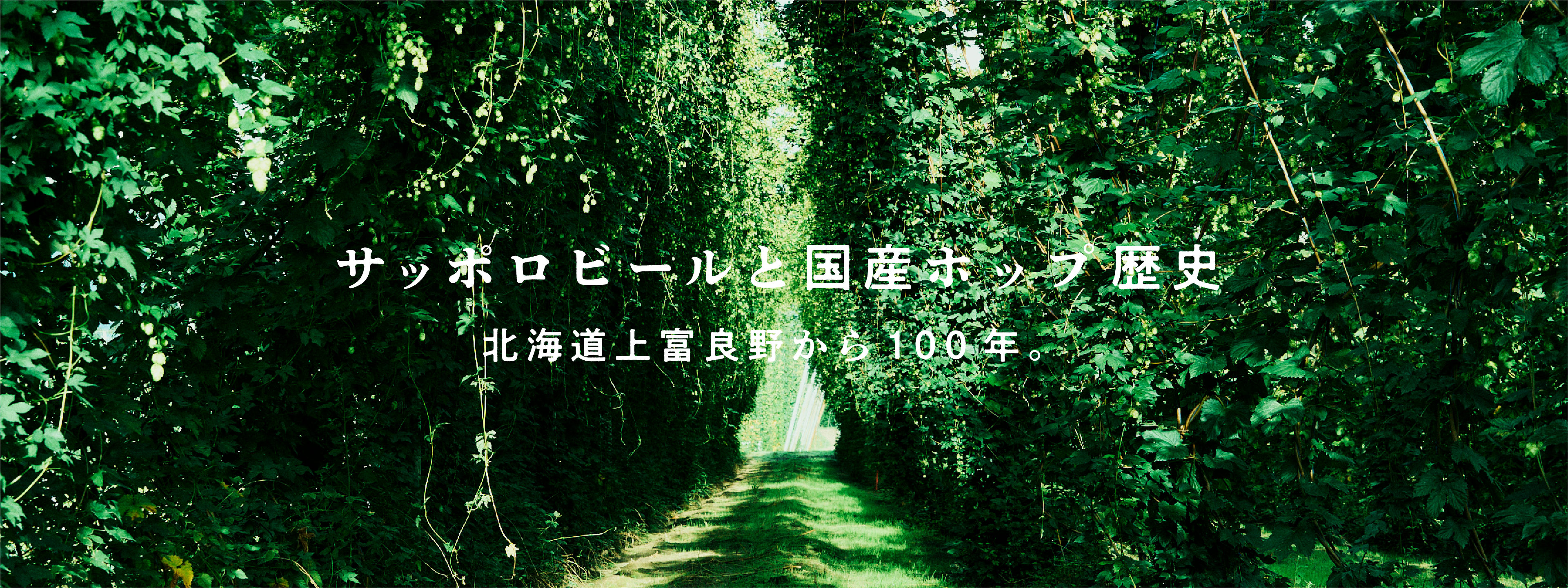 サッポロビールと国産ホップの歴史 北海道上富良野から100年。