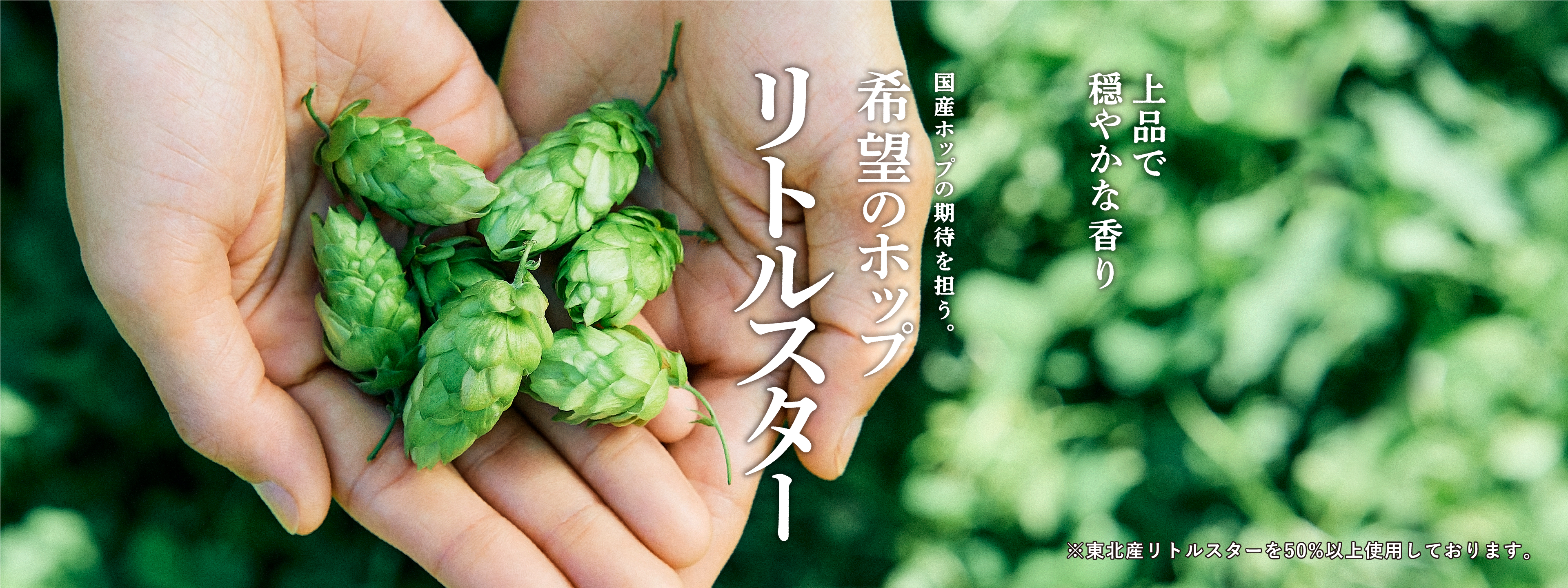 上品で穏やかな香り 国産ホップの期待を担う。希望のホップ リトルスター ※東北産リトルスターを50%以上使用しております。