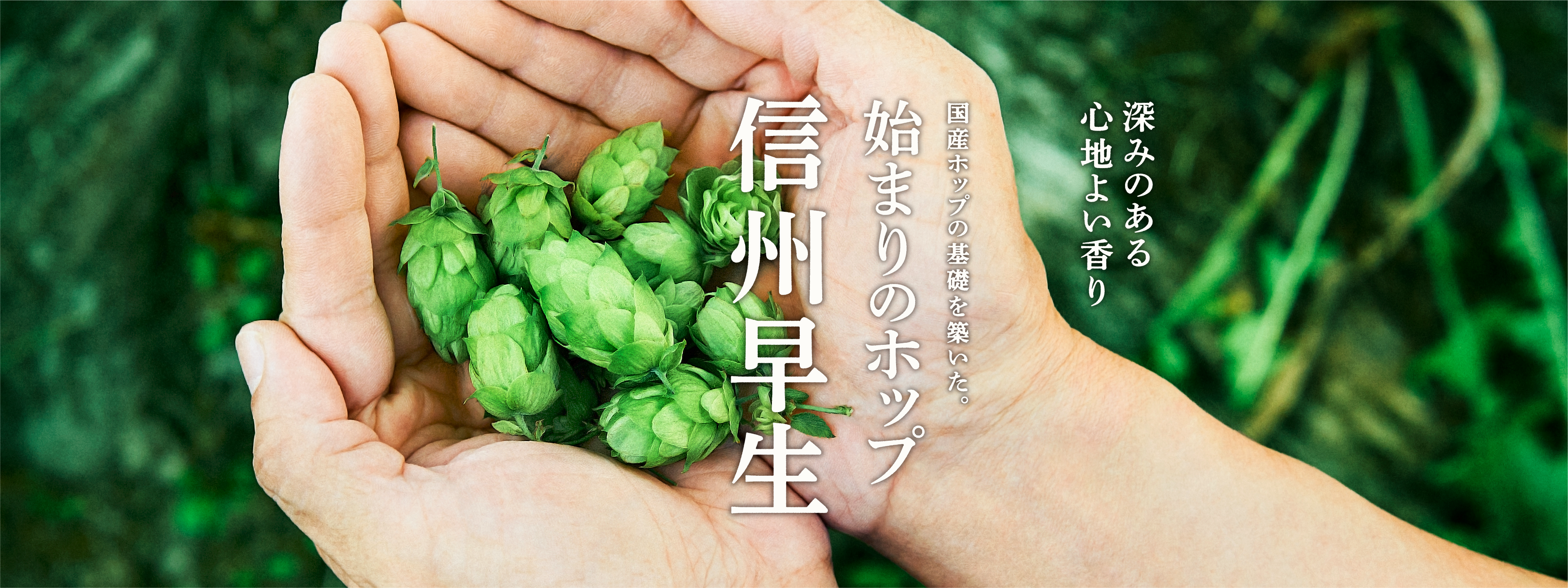 深みのある心地よい香り 国産ホップの基礎を築いた。始まりのホップ 信州早生