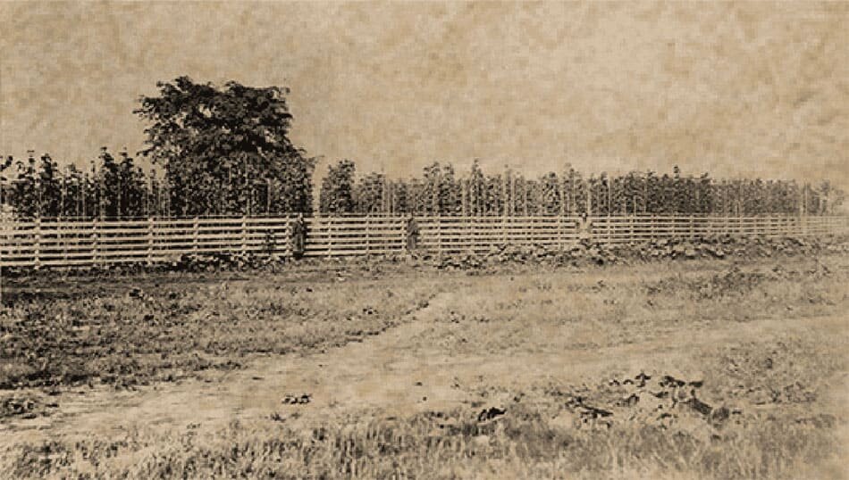 1877年開設の「札幌ホップ園」（出典：北海道大学所蔵）