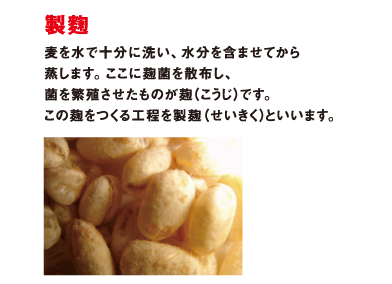 製麴 麦を水で十分に洗い、水分を含ませてから蒸します。ここに麹菌を散布し、菌を繁殖させたものが麹（こうじ）です。この麹をつくる工程を製麹（せいきく）といいます。