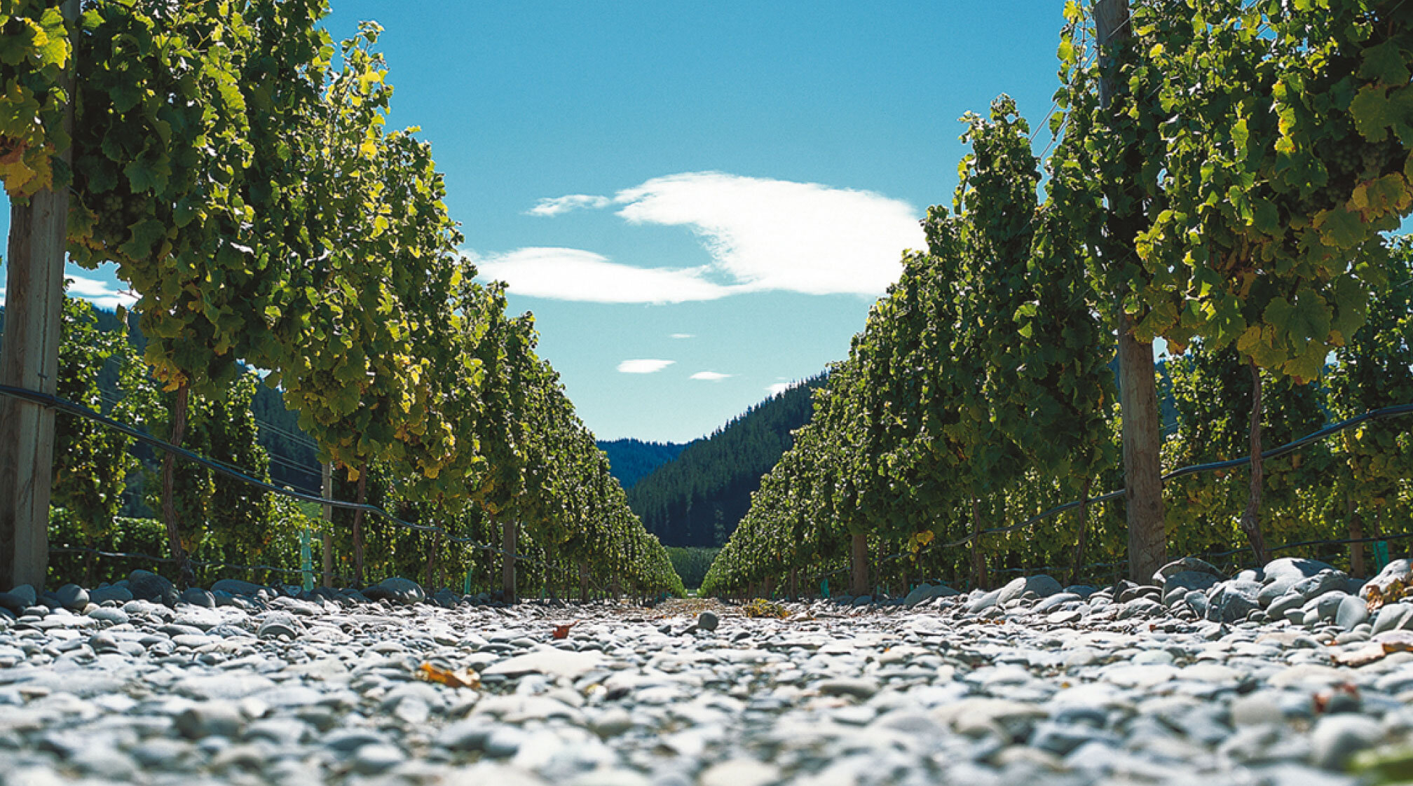Marlborough